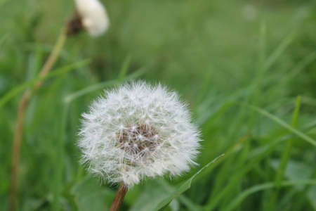 White flowers between the green leavesの写真素材