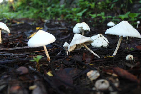 The sight of a white mushroom shaped like an umbrella in the gardenの写真素材