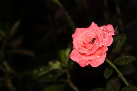 Freshness in the early morning, Pink roses with dew drops, beautiful colors and charming drops, flowers in bloomの写真素材
