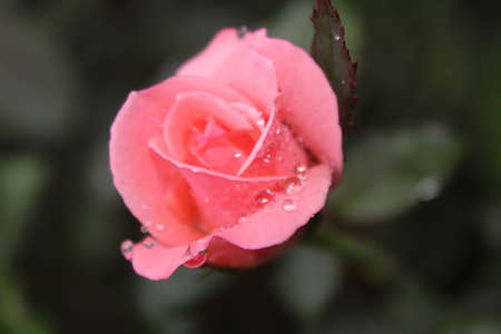Freshness in the early morning, Pink roses with dew drops, beautiful colors and charming drops, flowers in bloomの写真素材