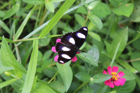 Beautiful butterflies perch on tropical flowers in bloomの写真素材