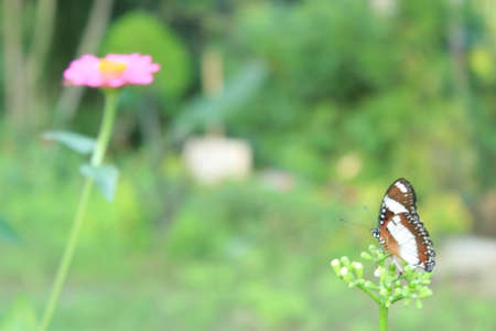 Beautiful butterflies perch on tropical flowers in bloomの写真素材