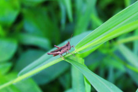 Brown grasshopper on green leavesの写真素材