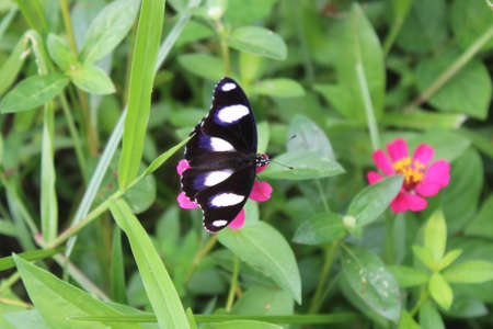 Beautiful butterflies perch on tropical flowers in bloomの写真素材