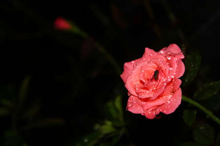 Pink roses at night, beautiful colors and charming drops, flowers in bloomの写真素材