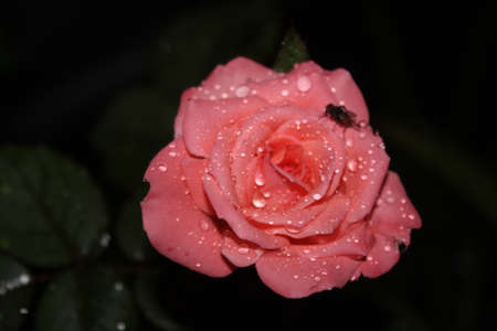 Pink roses at night, beautiful colors and charming drops, flowers in bloomの写真素材