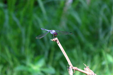 View of dragonflies on twigs in the gardenの写真素材
