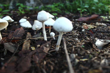 The sight of a white mushroom shaped like an umbrella in the gardenの写真素材