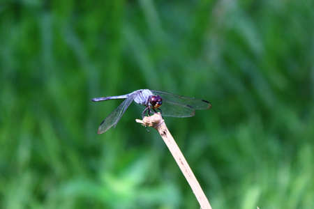 View of dragonflies on twigs in the gardenの写真素材