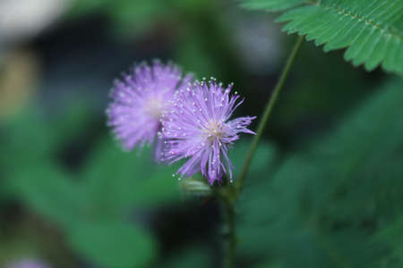 Mimosa pudica is a herbaceous plant that has the efficacy of being an herbal medicine - Imageの写真素材