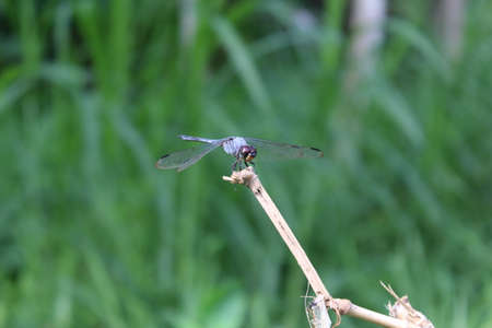 View of dragonflies on twigs in the gardenの写真素材