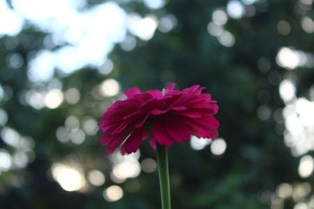 A view of red flowers in bloom at dayの写真素材