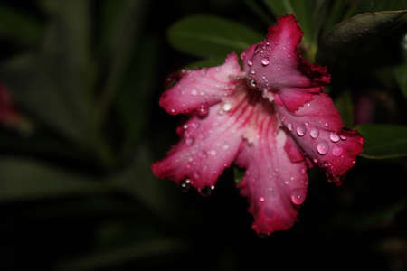 Pink roses at night, beautiful colors and charming drops, flowers in bloomの写真素材