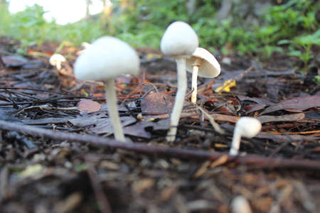 The sight of a white mushroom shaped like an umbrella in the gardenの写真素材