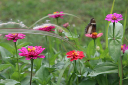 A view of red flowers in bloom at dayの写真素材