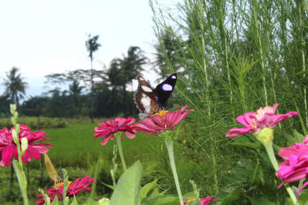 Harmonious composition, small yellow flowers and green leaves with purple flowers in bloomの写真素材