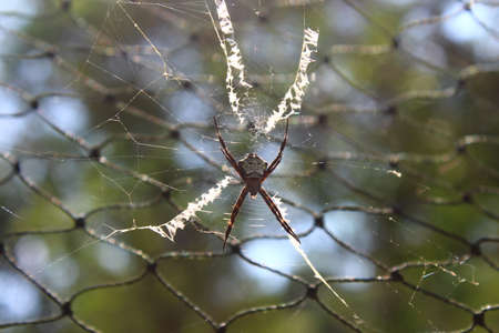 Spider's web attached to the netの写真素材
