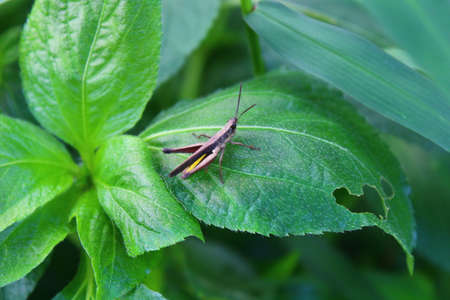 Brown grasshopper on green leavesの写真素材