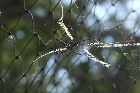 Spider's web attached to the netの写真素材