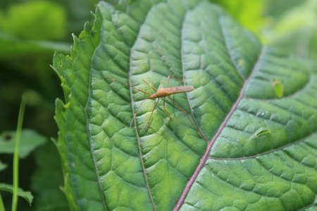 Brown pests on green leavesの写真素材
