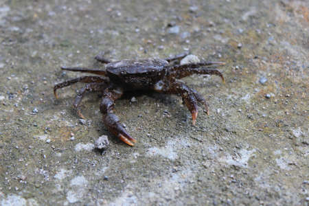 View of the river crab walking in search of preyの写真素材