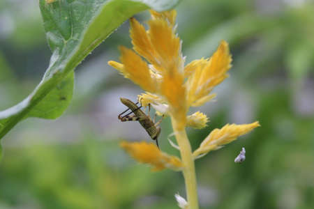 Beautiful butterflies perch on tropical flowers in bloomの写真素材