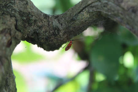 A view of a tree branch being eaten by a pestの写真素材