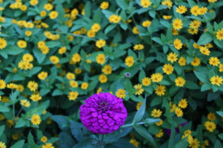 Harmonious composition, small yellow flowers and green leaves with purple flowers in bloomの写真素材
