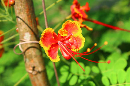 A view of red flowers in bloom at dayの写真素材