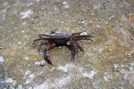 View of the river crab walking in search of preyの写真素材