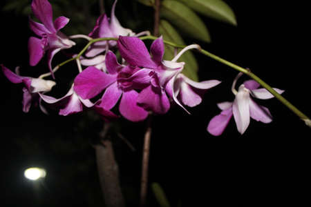 Purple orchids at night, beautiful colors , flowers in bloomの写真素材