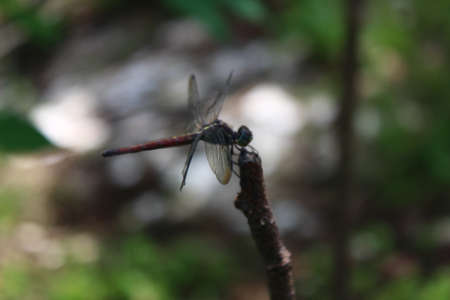 View of dragonflies on twigs in the gardenの写真素材