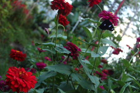 Beautiful butterflies perch on tropical flowers in bloomの写真素材