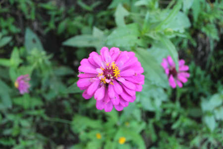 A view of purple flowers in bloom at dayの写真素材