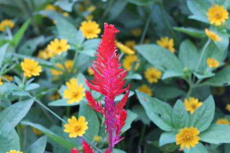 Harmonious composition, small yellow flowers and green leaves with purple flowers in bloomの写真素材