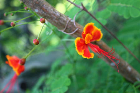 A view of red flowers in bloom at dayの写真素材