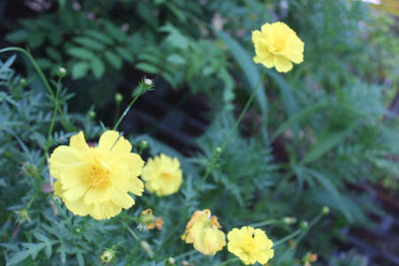 A view of yellow flowers in bloom at dayの写真素材