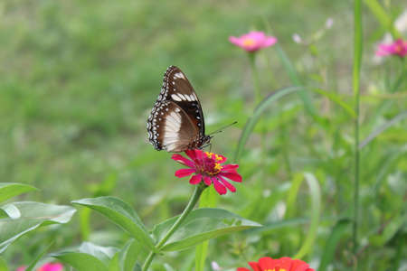 Beautiful butterflies perch on tropical flowers in bloomの写真素材