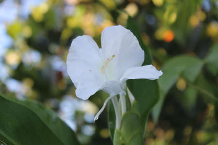 A view of beautiful white flowers in bloom at dayの写真素材