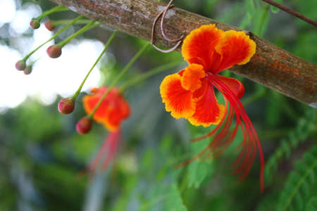 The scenery of red flowers with yellow lines on the edges with a green leaf backgroundの写真素材