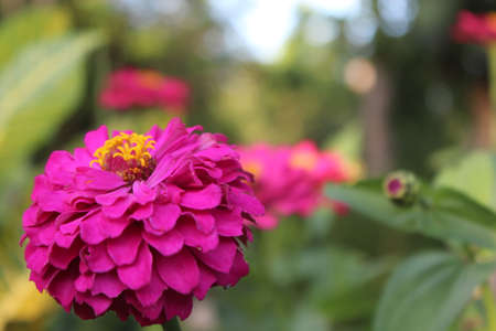 A view of beautiful purple flowers in bloom at dayの写真素材