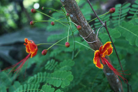 The scenery of red flowers with yellow lines on the edges with a green leaf backgroundの写真素材