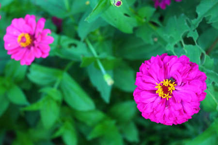 A view of beautiful purple flowers in bloom at dayの写真素材