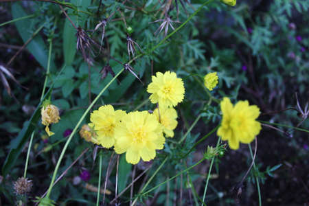 A view of yellow flowers in bloom at dayの写真素材