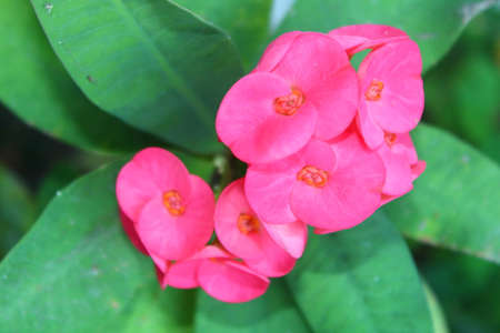 A view of red flowers in bloom at dayの写真素材