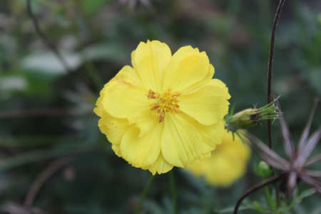A view of yellow flowers in bloom at dayの写真素材