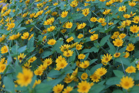 A view of yellow flowers in bloom at dayの写真素材