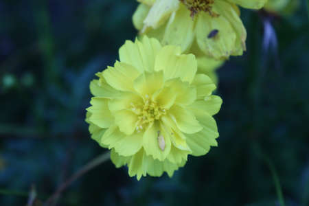 A view of yellow flowers in bloom at dayの写真素材