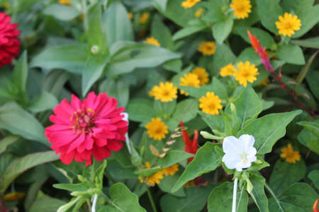 Beautiful views of white flowers blooming during the day with red and yellow flowers behind themの写真素材