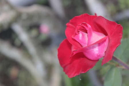 Close-ups highligh the beautiful details of red roses at day light ,beautiful colors, flowers in bloomの写真素材